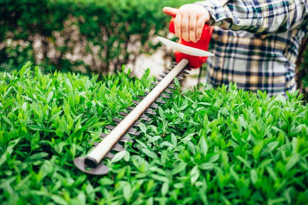 hedge trimmer with a 22 inch blade trimming a hedge, one of the common things that are 22 inches long